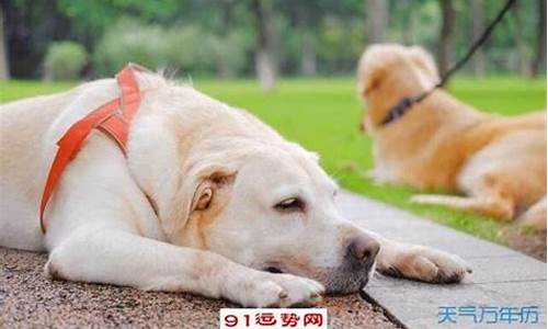 属猪的和属狗合不合_属猪的和属狗的合吗